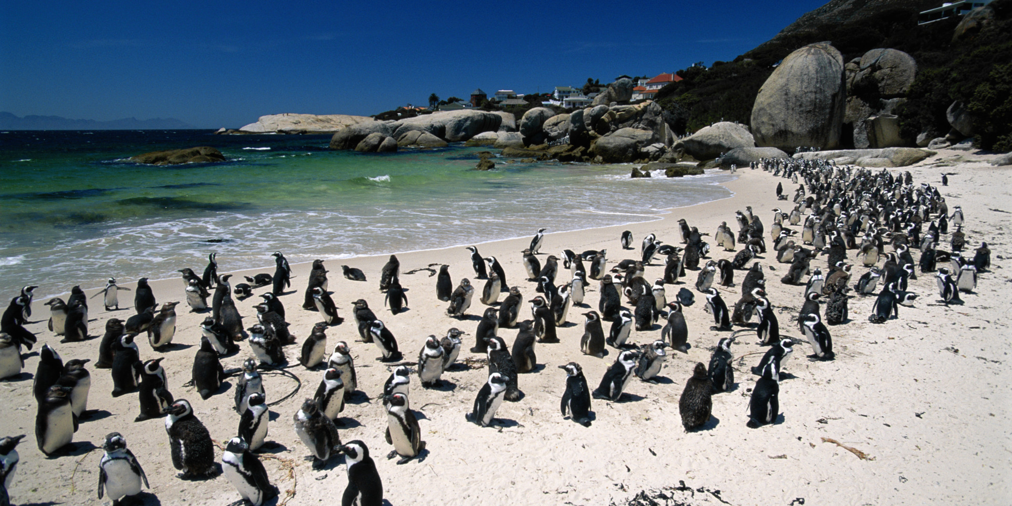 Pingvīnu pludmale Dienvidāfrikā