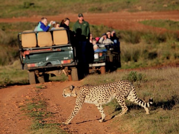 Safari dienvidāfrikā