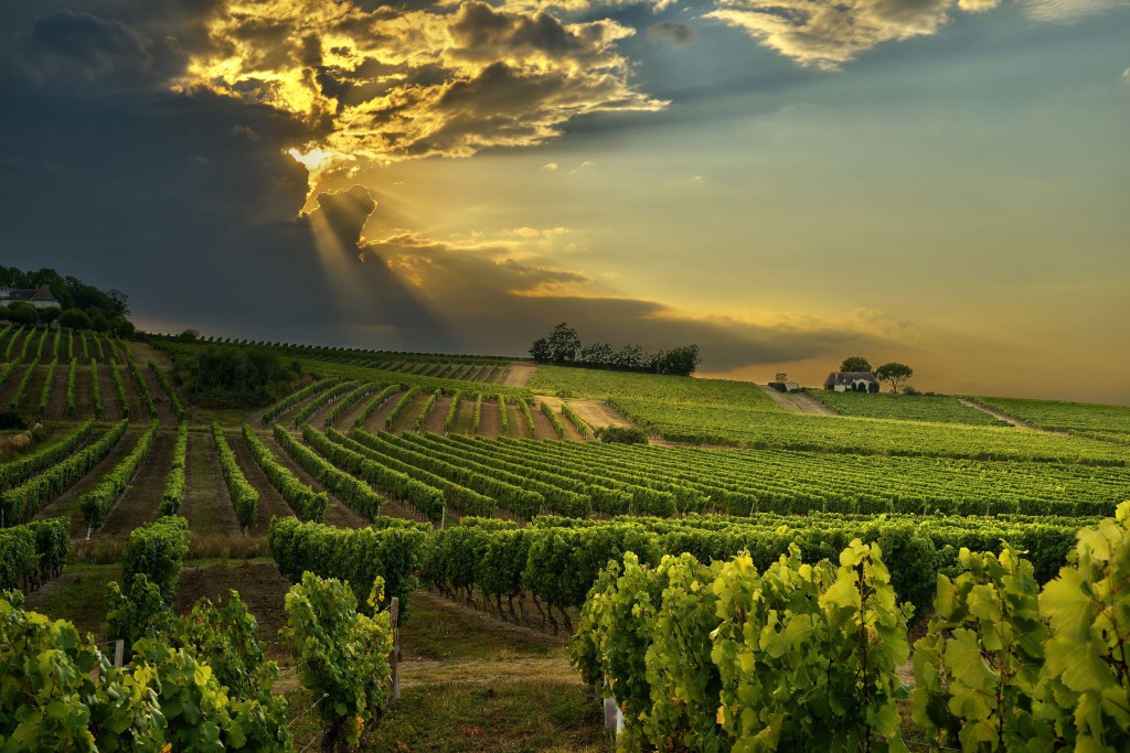 Vīna lauki Dienvidafrikā